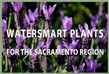 WaterSmart Plant List