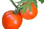 tomatoes